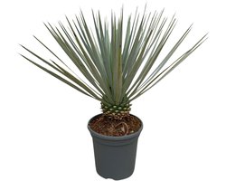 Trendyplants - Yucca Rostrata - Winterhard - Tuinplant - Hoogte 40-60 cm - Potmaat Ø21cm