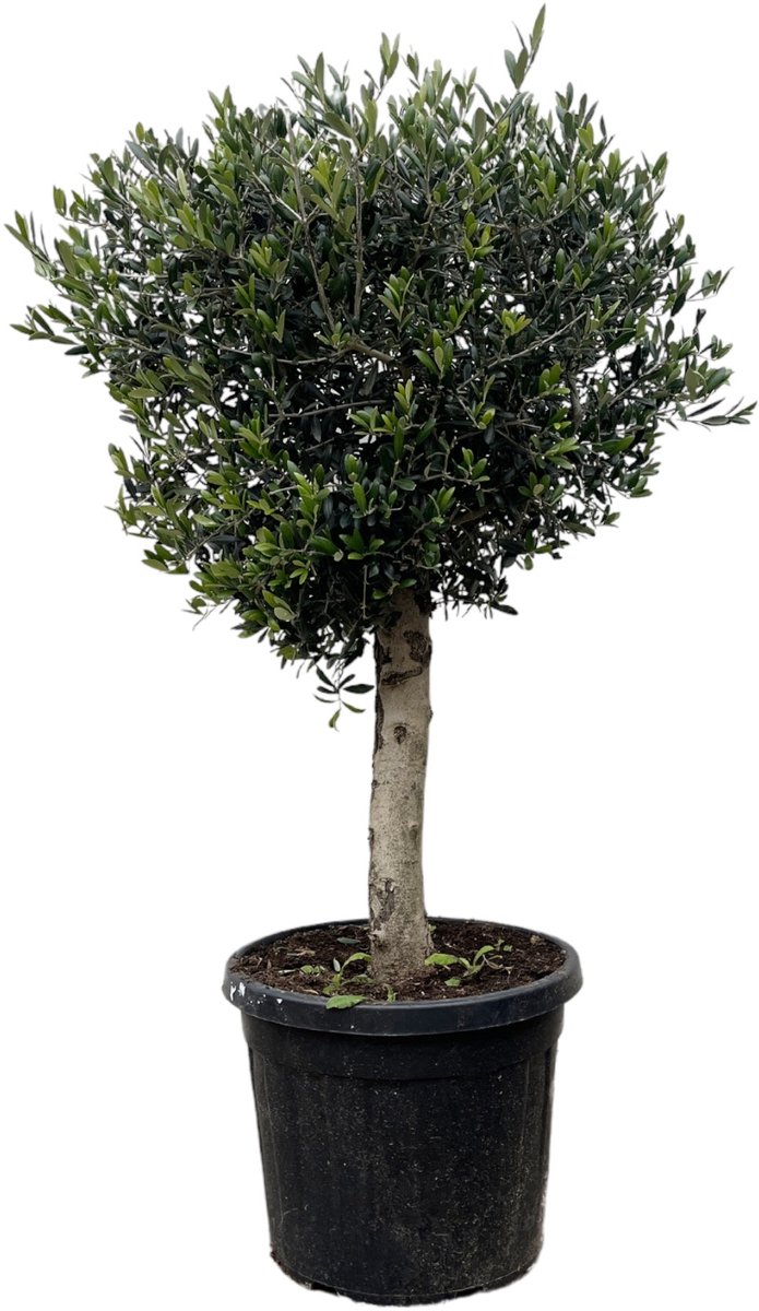Trendyplants - Olijfboom - Hoogte 170-190 cm - Stamomtrek 20-30 cm - Winterhard - Tuinplant - Potmaat Ø45cm - Olea Lorc