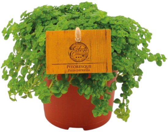 Trendyplants special - Pilea Depressa - Kamerplant - Hoogte 10-20 cm - Potmaat Ø10,5cm