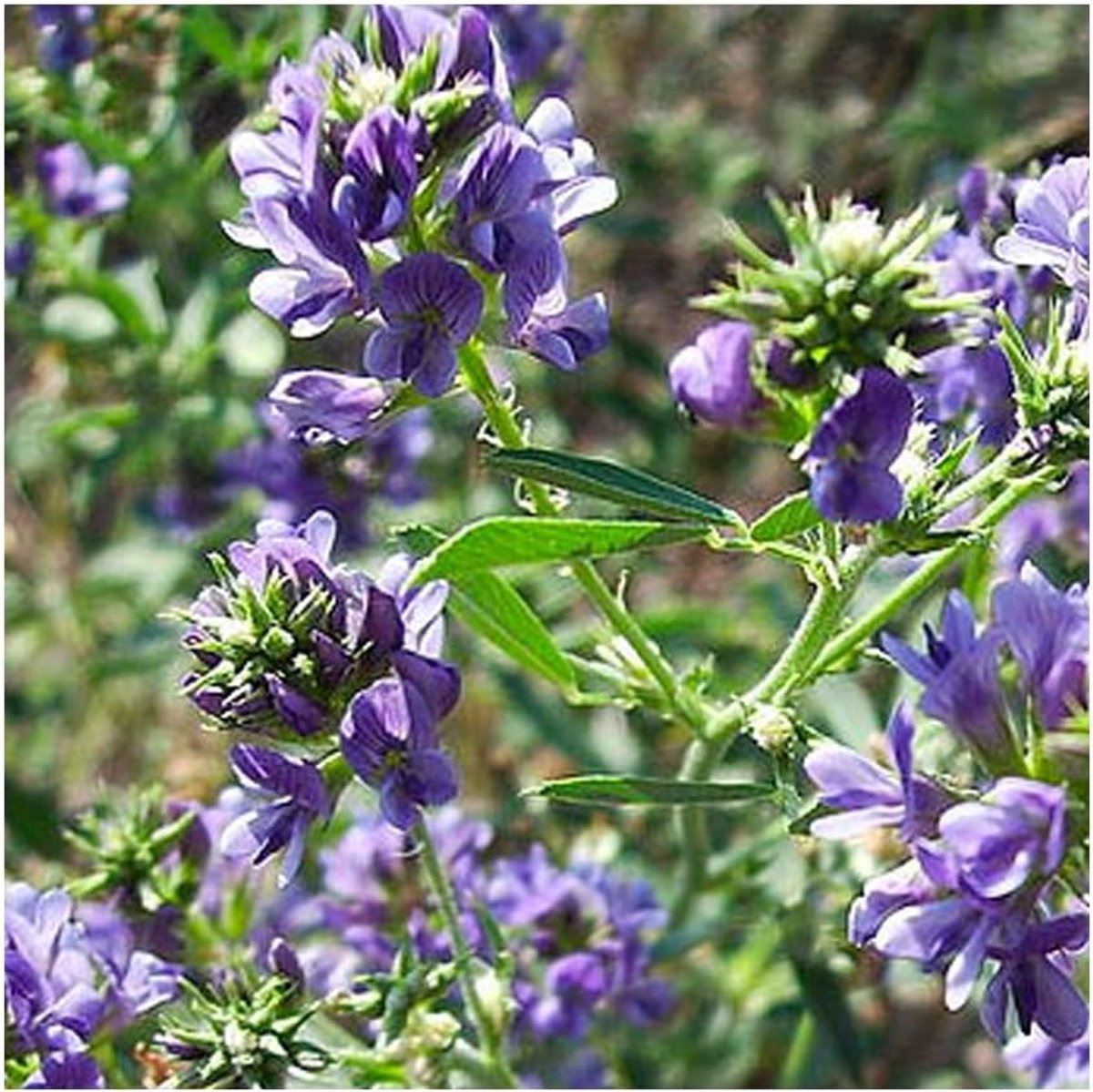 Alfalfa (Medicago sativo) - 125.000 Alfalfa zaden (250g) - honingplant groenbemester - Verbetert de bodemkwaliteit - Natuurlijke stikstof fixator