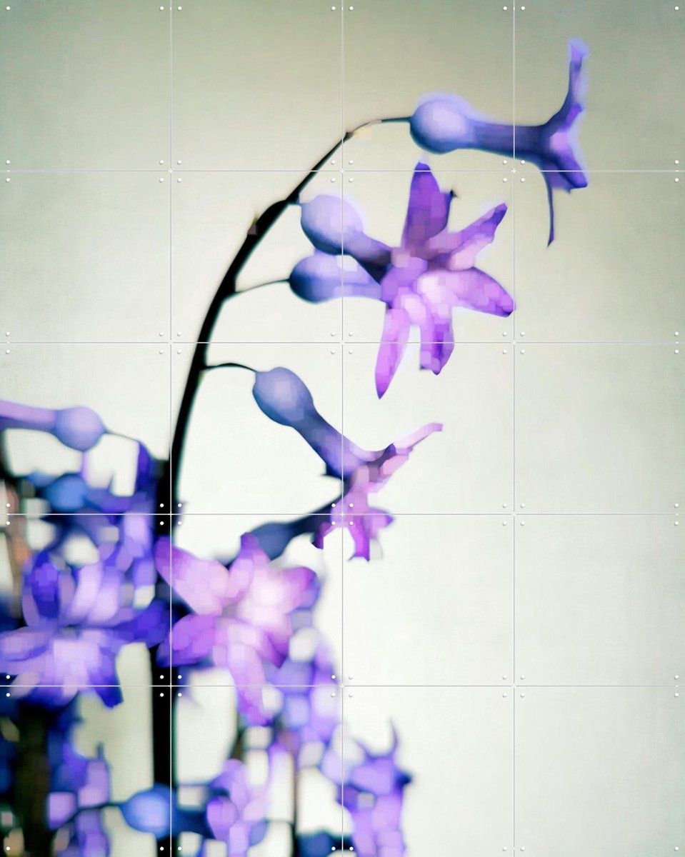 IXXI Hyacinth, Angelo Cerantola - 80 x 100 cm - Gratis ophangtool - Grote wanddecoratie en posters - Fotografie, Slaapkamer, Woonkamer, Bloemen