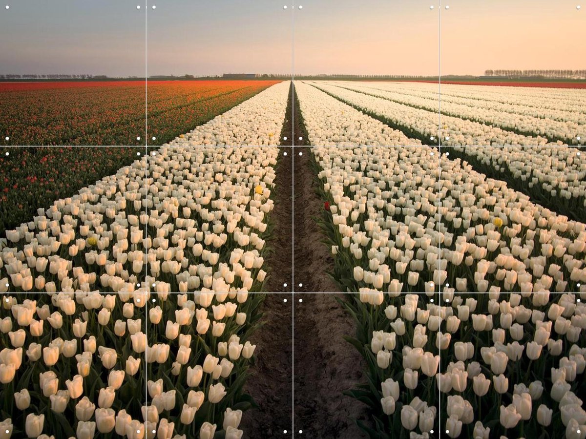IXXI Dutch Tulip Sunset, Claire Droppert - 80 x 60 cm - Gratis ophangtool - Grote wanddecoratie en posters - Fotografie, Gang, Eetkamer, Woonkamer