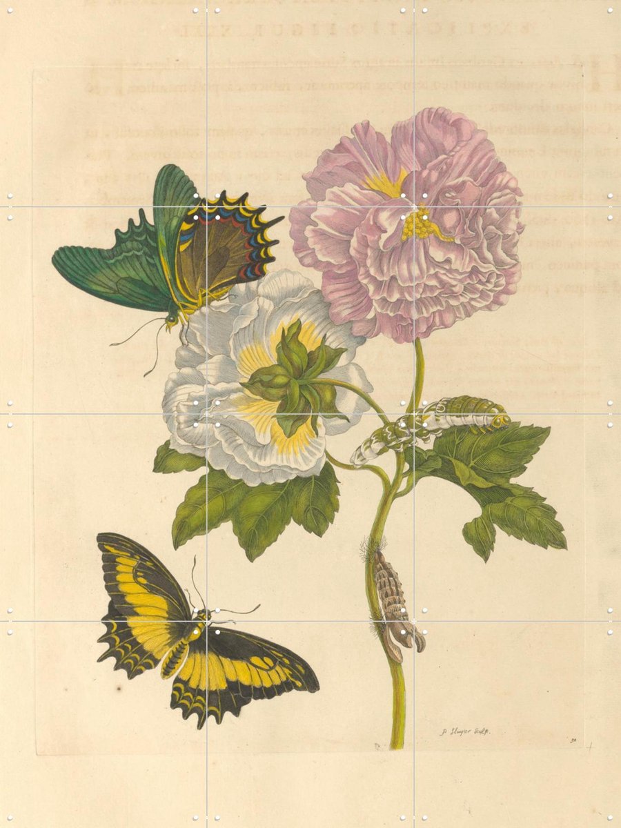 IXXI Insects Of Surinam, Rijksmuseum - 60 x 80 cm - Gratis ophangtool - Grote wanddecoratie en posters - Realisme, Vintage, Naturalisme, Kleurrijk