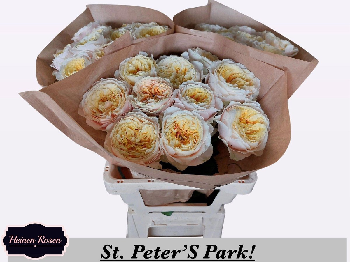 10x Rosa st.peter's park! 60cm