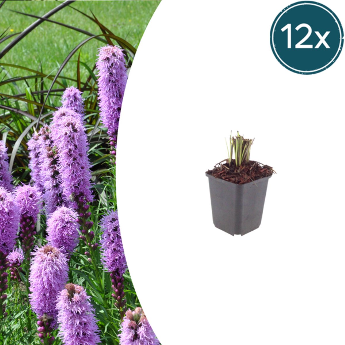 12x Liatris spicata - 10-25cm - Ø9cm