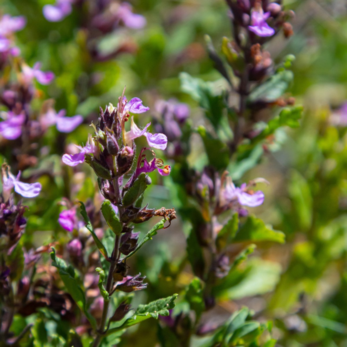 48x Teucrium lucidrys - 10-25cm - Ø9cm