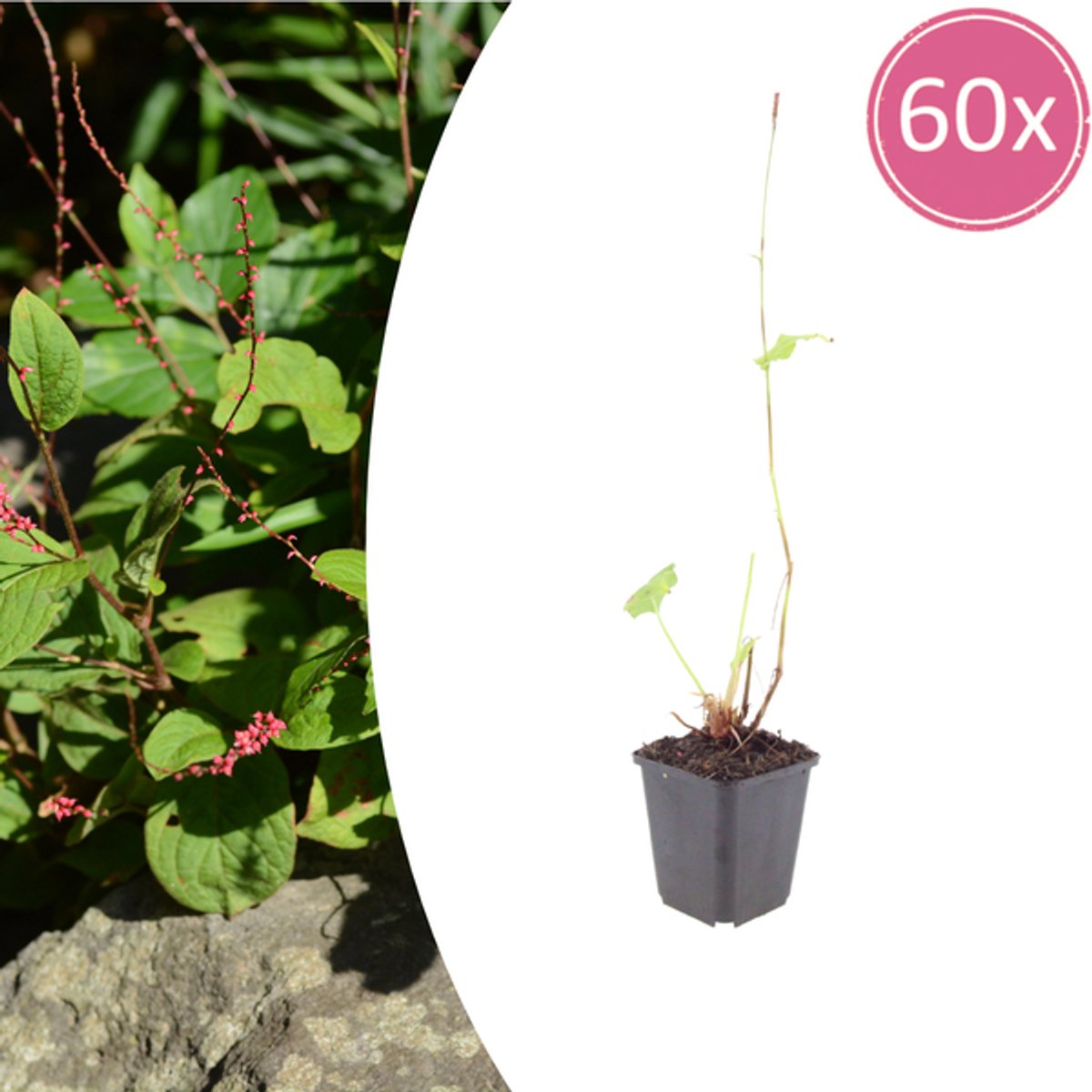 60x Persicaria a. 'Speciosa' - 10-25cm - Ø9cm