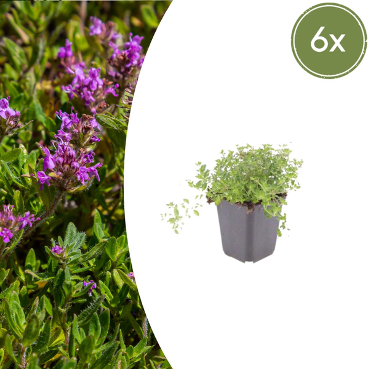 6x thymus serpyllum - 10-25cm - Ø9cm