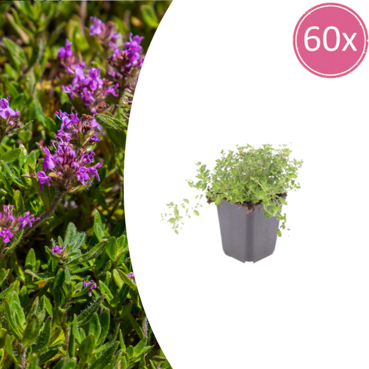 60x thymus serpyllum - 10-25cm - Ø9cm
