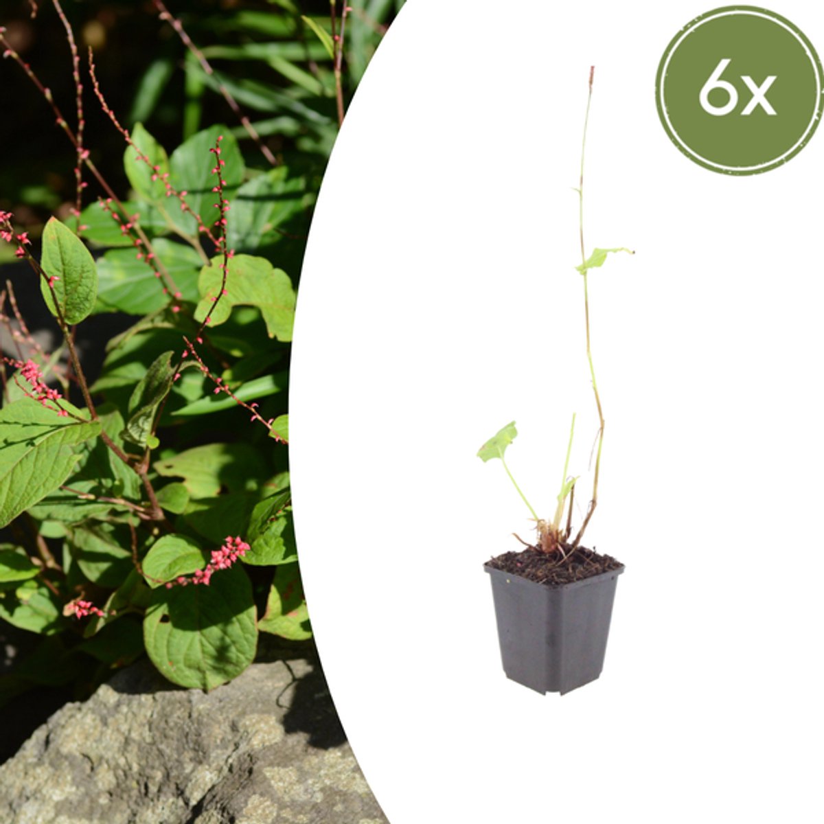 6x Persicaria a. 'Speciosa' - 10-25cm - Ø9cm