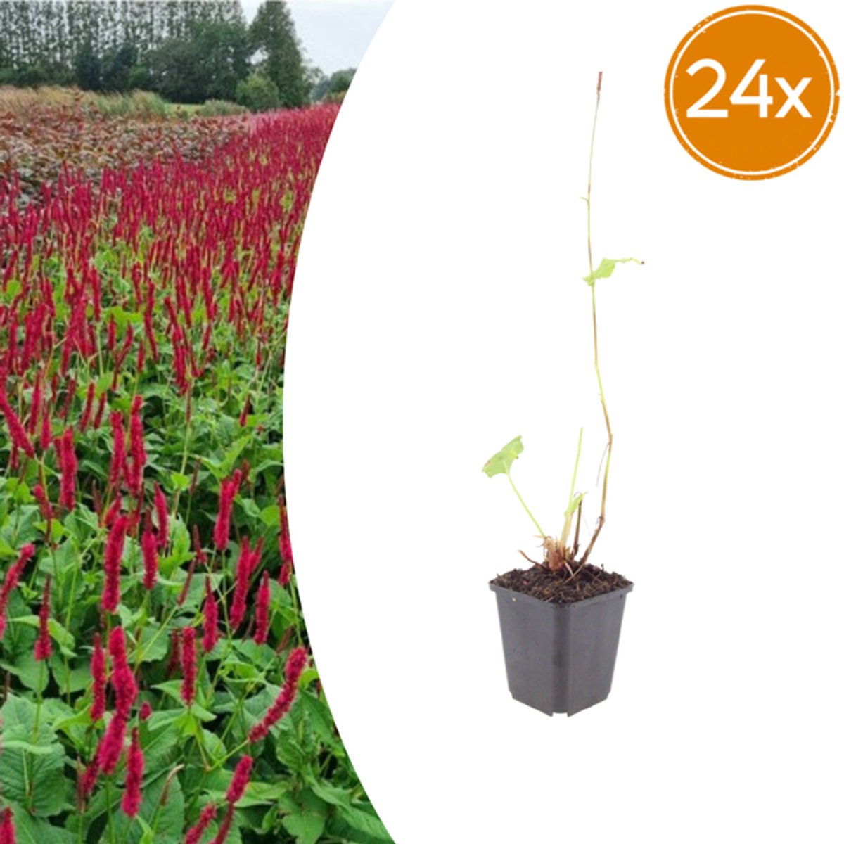 24x Persicaria a. 'Blackfield' - 10-25cm - Ø9cm