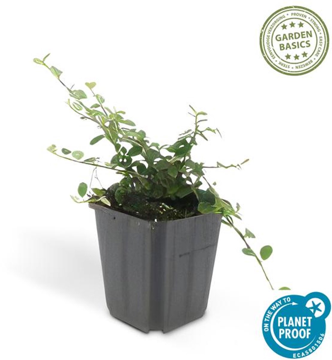 48x Cotoneaster pr. 'Streib's Findling' - 10-25cm - Ø9cm