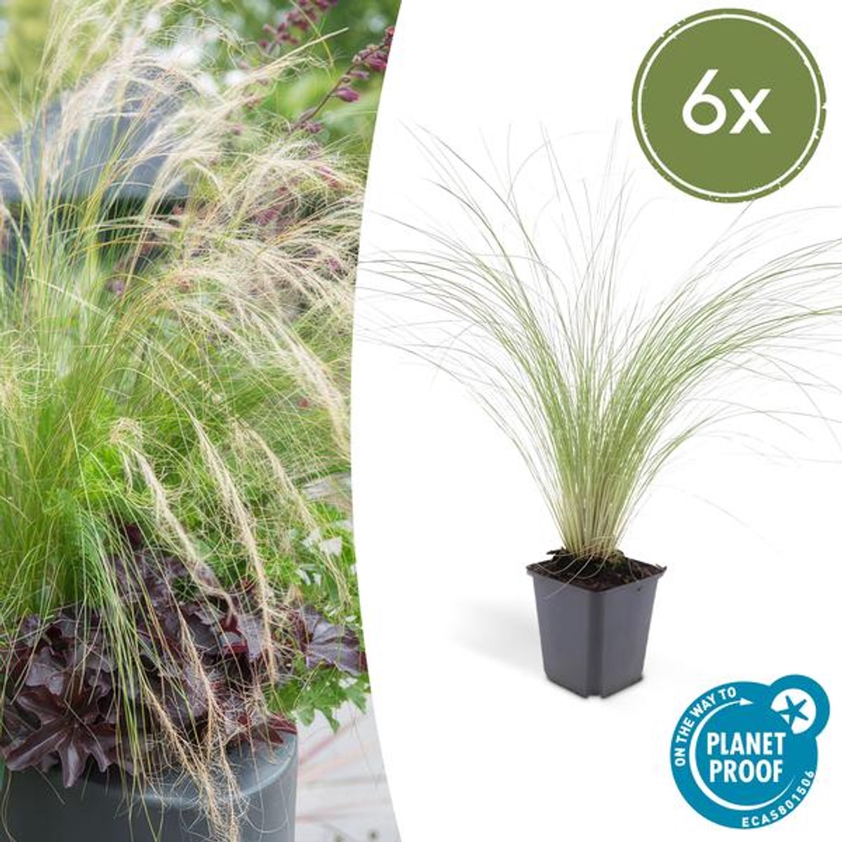 6x Stipa tenuissima 'Ponytails' - 10-25cm - Ø9cm