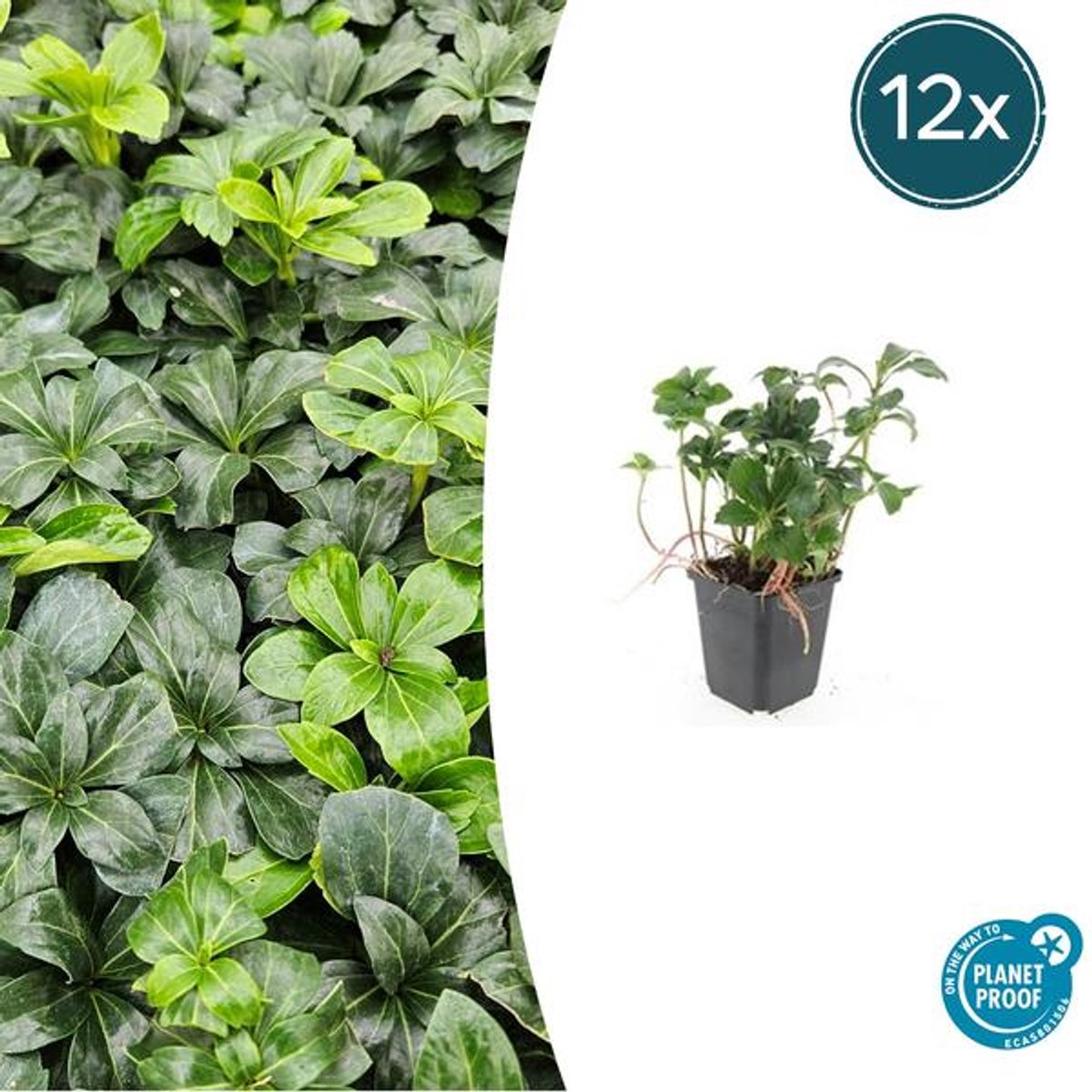 12x Pachysandra term. 'Green Sheen' - 10-25cm - Ø9cm