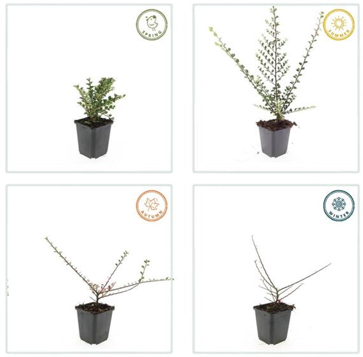 48x Cotoneaster horizontalis - 10-25cm - Ø9cm