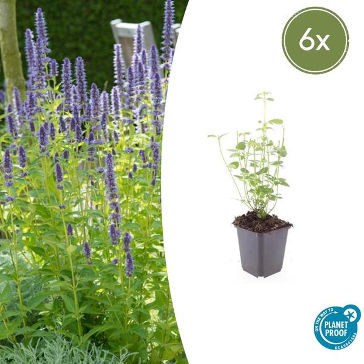 6x Agastache 'Black Adder' - 10-25cm - Ø9cm