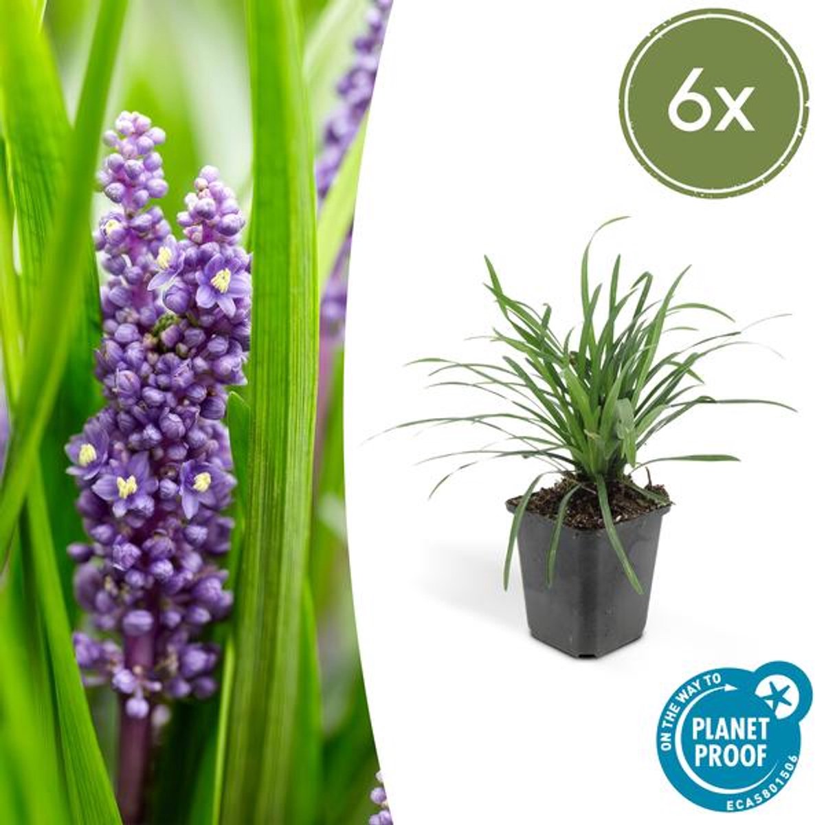 6x Liriope muscari 'Big Blue' - 10-25cm - Ø9cm
