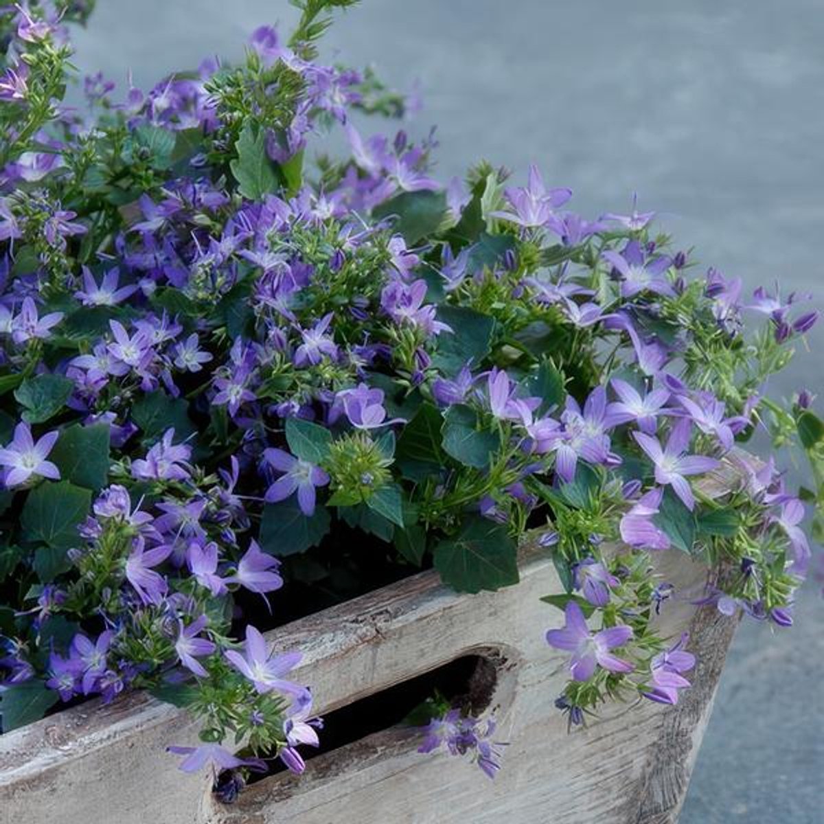 48x Campanula poscharskyana 'Stella' - 10-25cm - Ø9cm