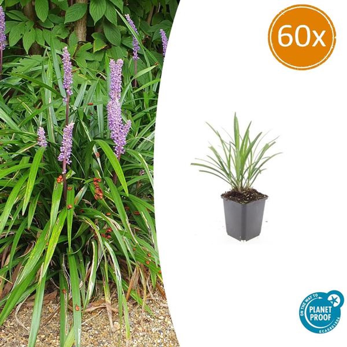 60x Liriope muscari 'Ingwersen' - 10-25cm - Ø9cm