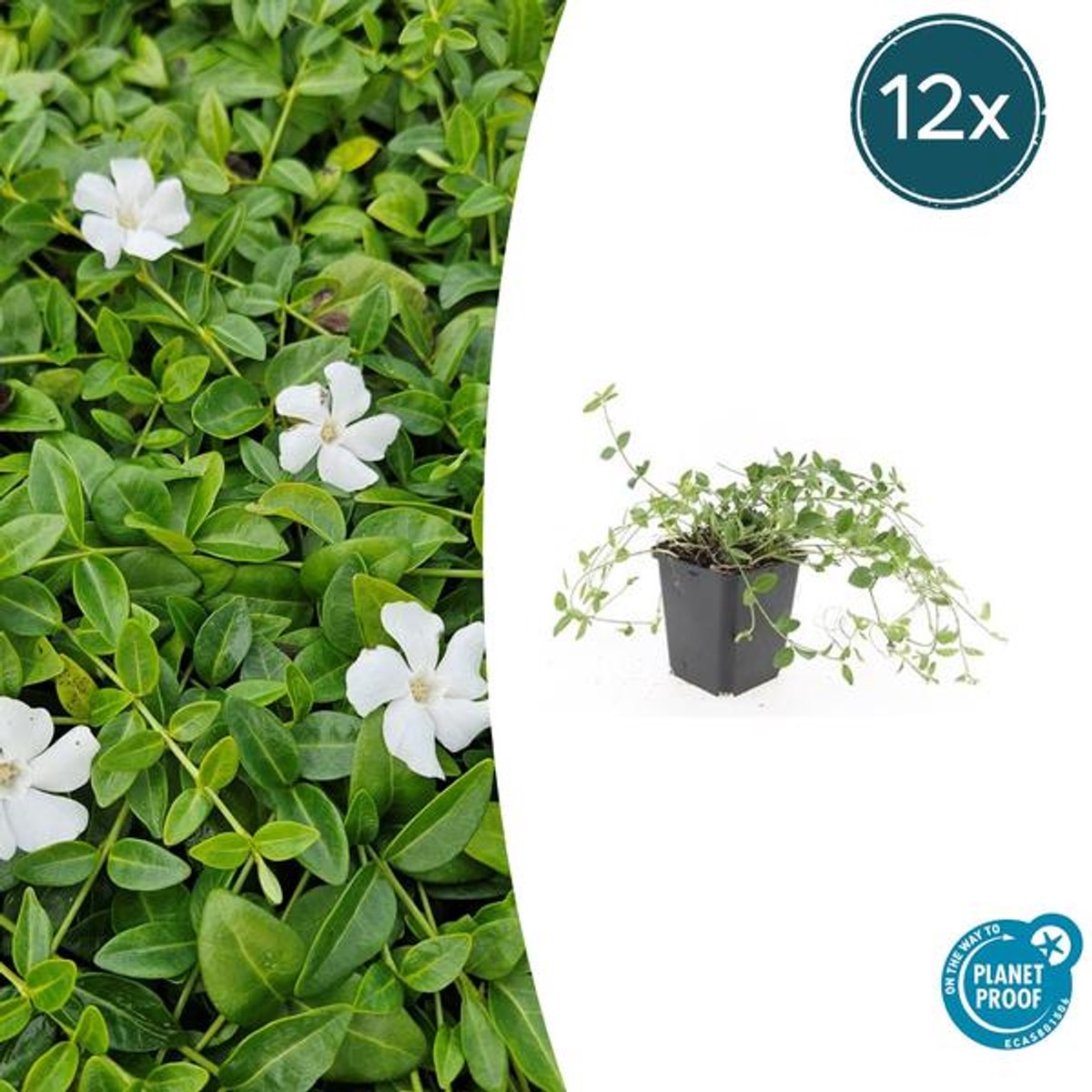 12x Vinca minor 'Gertrude Jekyll' - 10-25cm - Ø9cm