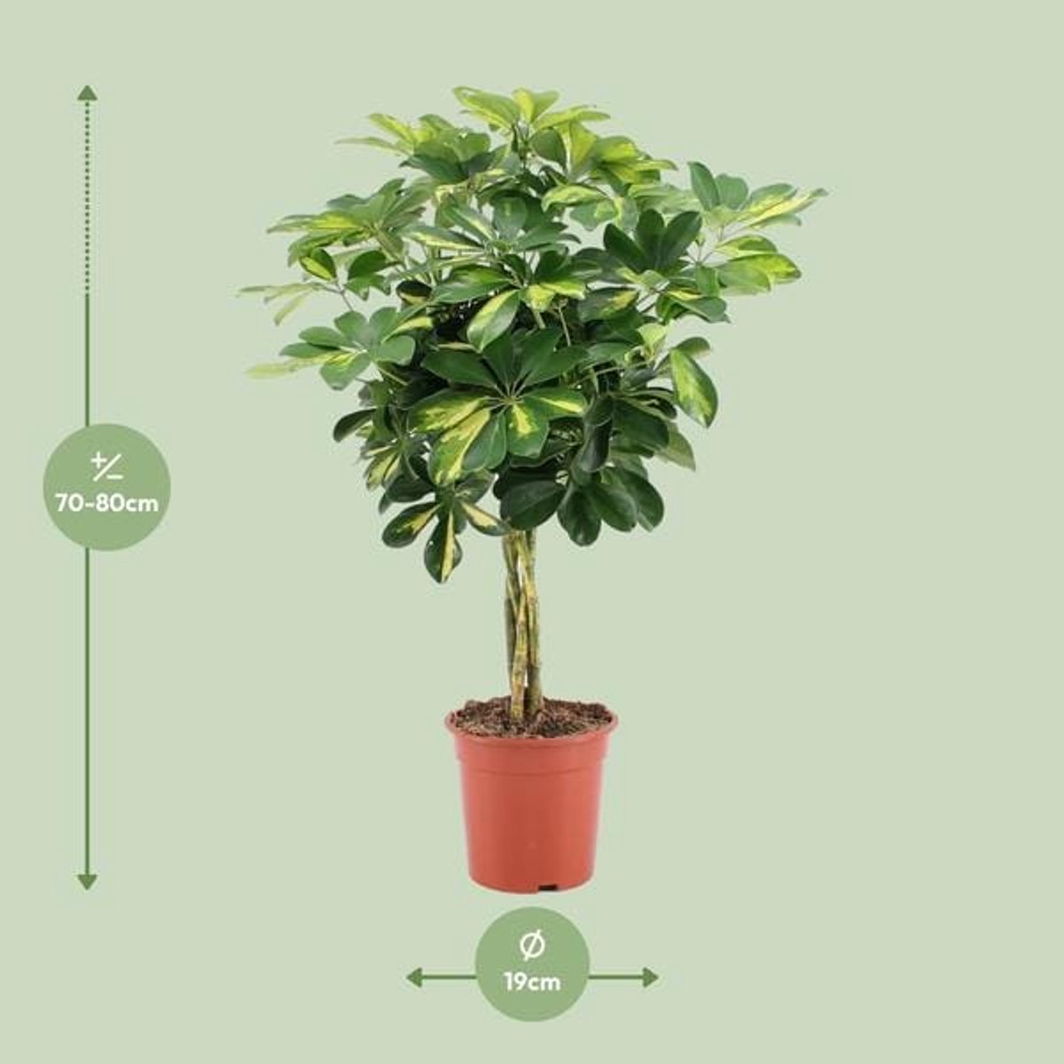 Schefflera Arboricola Gold Capella - Ø19cm - 75cm