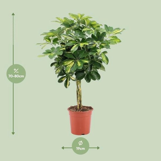 Schefflera Arboricola Gold Capella - Ø19cm - 75cm