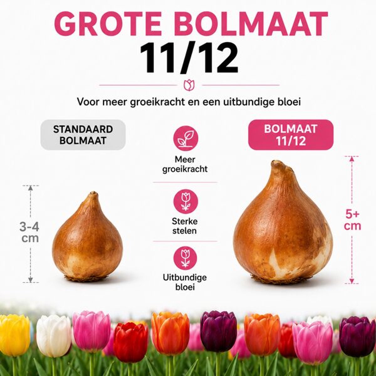 10 zakjes tulpenbollen Mix - 20 Stuks - Winterhard - Maat 11/12