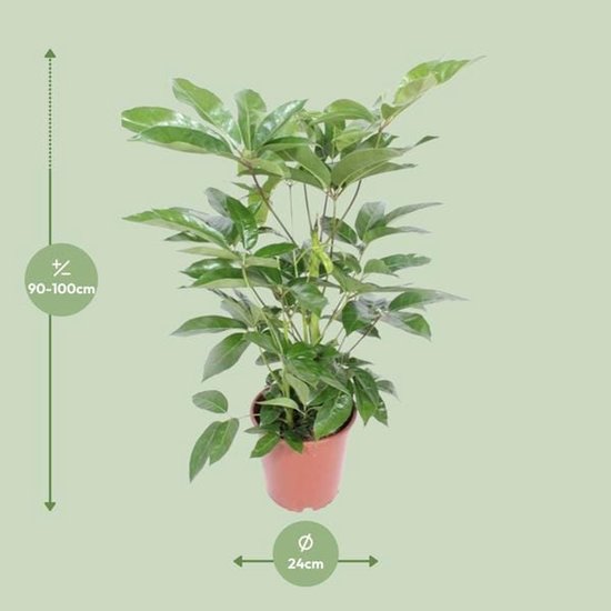 Schefflera Actinophylla Amate - Ø24cm - 100cm