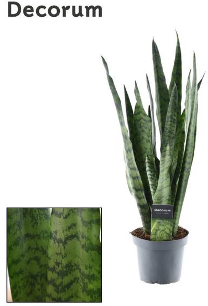 Sansevieria Zeylanica (Decorum) - Ø14cm - 55cm
