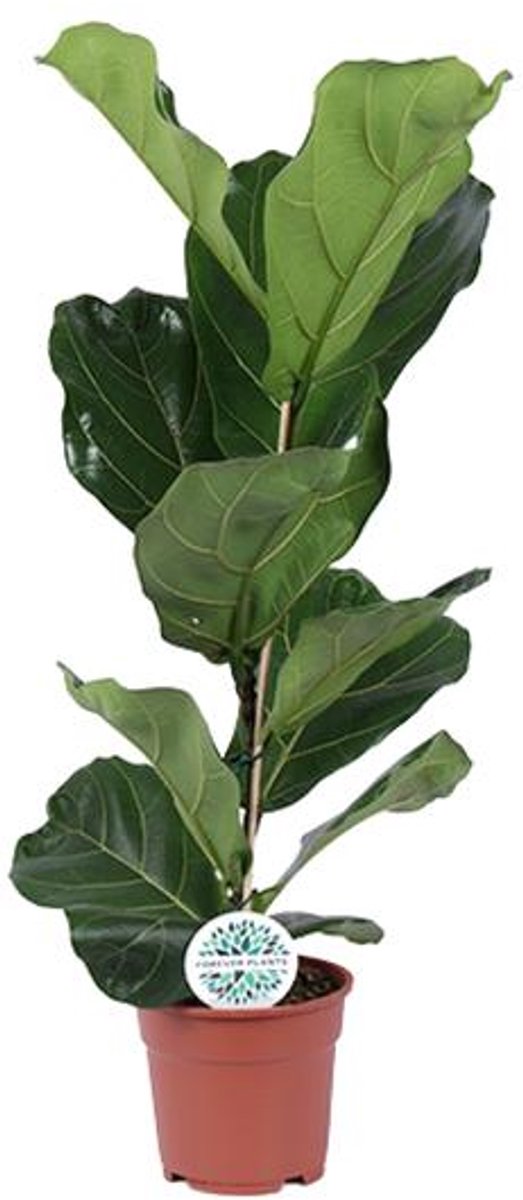 Ficus Lyrata - Ø17cm - 60cm