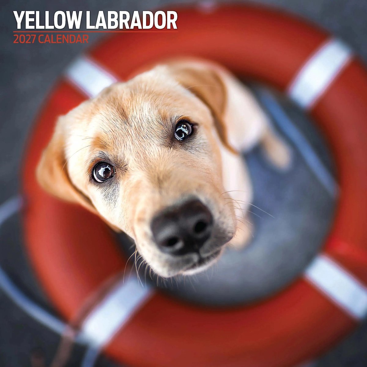 Labrador Retriever Blond Kalender 2027