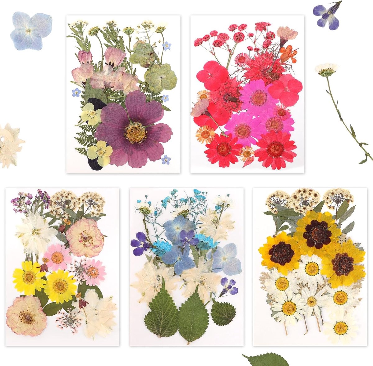 Gedroogde geperste bloemen voor hars, 5 zakken met 100 geperste bloemen, 5 kleurthema's, droge bloemen voor nail art, hars, doe-het-zelf sieradenontwerp, hoezen van (2)