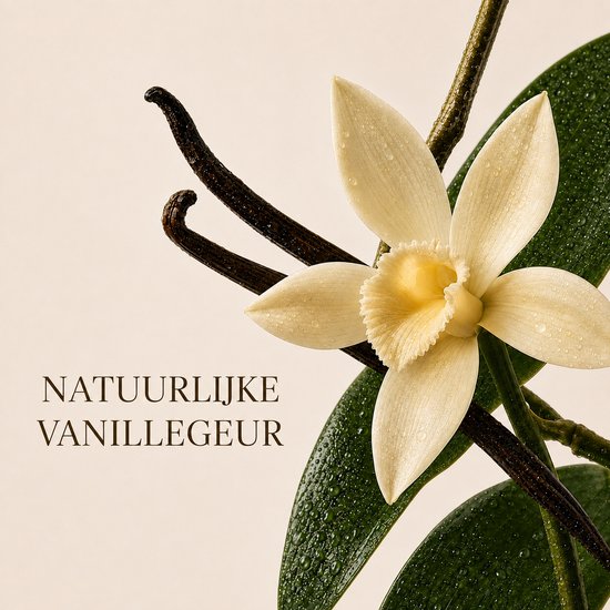 Natuurlijke vanillebloem met vanillestokjes. Druppels op de bladeren.