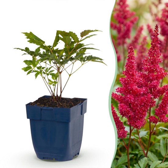 Links een jonge plant met groene bladeren in een donkerblauwe pot. Rechts een dichte groep rode bloempluimen.