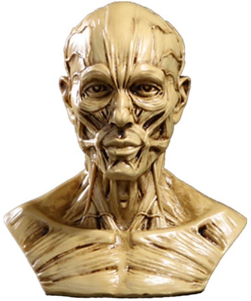 Solidchoice - Mini Anatomisch Model van de Menselijke Schedel
