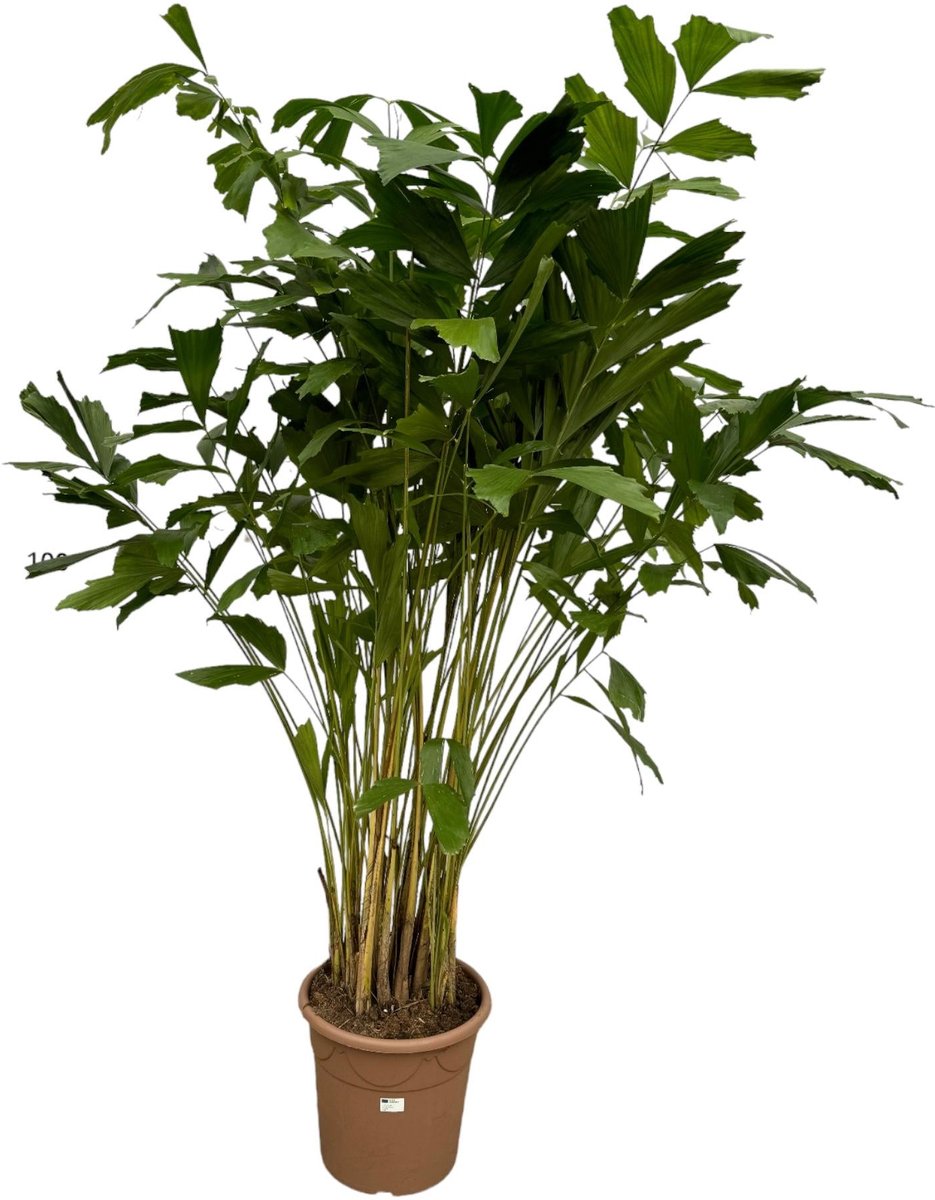 Caryota Mitis - 250 cm - Ø32cm