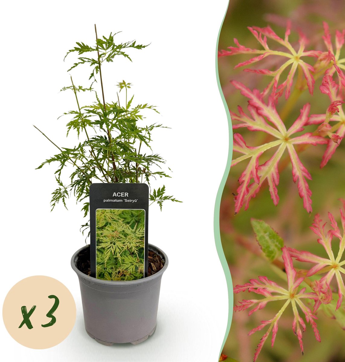 Tuinplant - Acer palmatum Seiryu - Groen 3 Planten - Bladverliezend - Weinig Onderhoud - Pot 12cm Hoogte 35cm