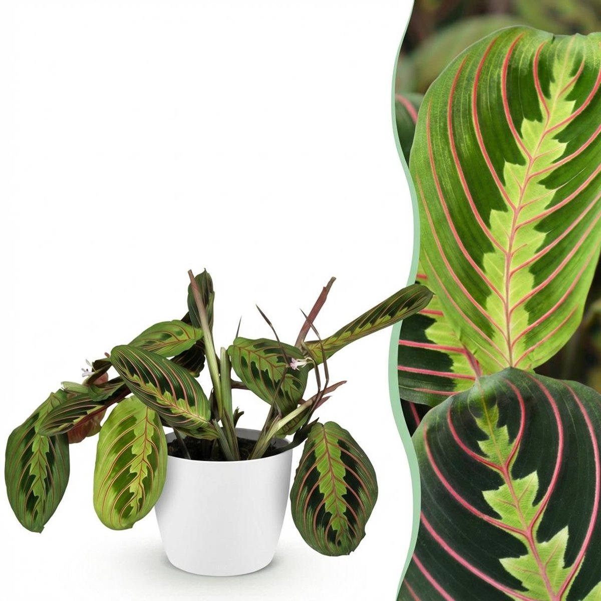 Kamerplant - Maranta Fascinator Tricolour - Gebedsplant - Huisdiervriendelijke Plant - Groen - 1 Plant - met Potter Wit - Pot 12cm - Hoogte 25cm