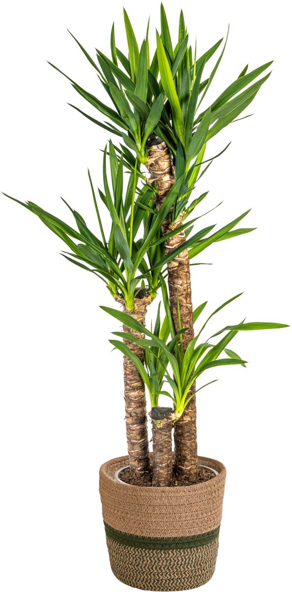 Yucca Elephantipes met mand Ø24cm - 120 - 140cm