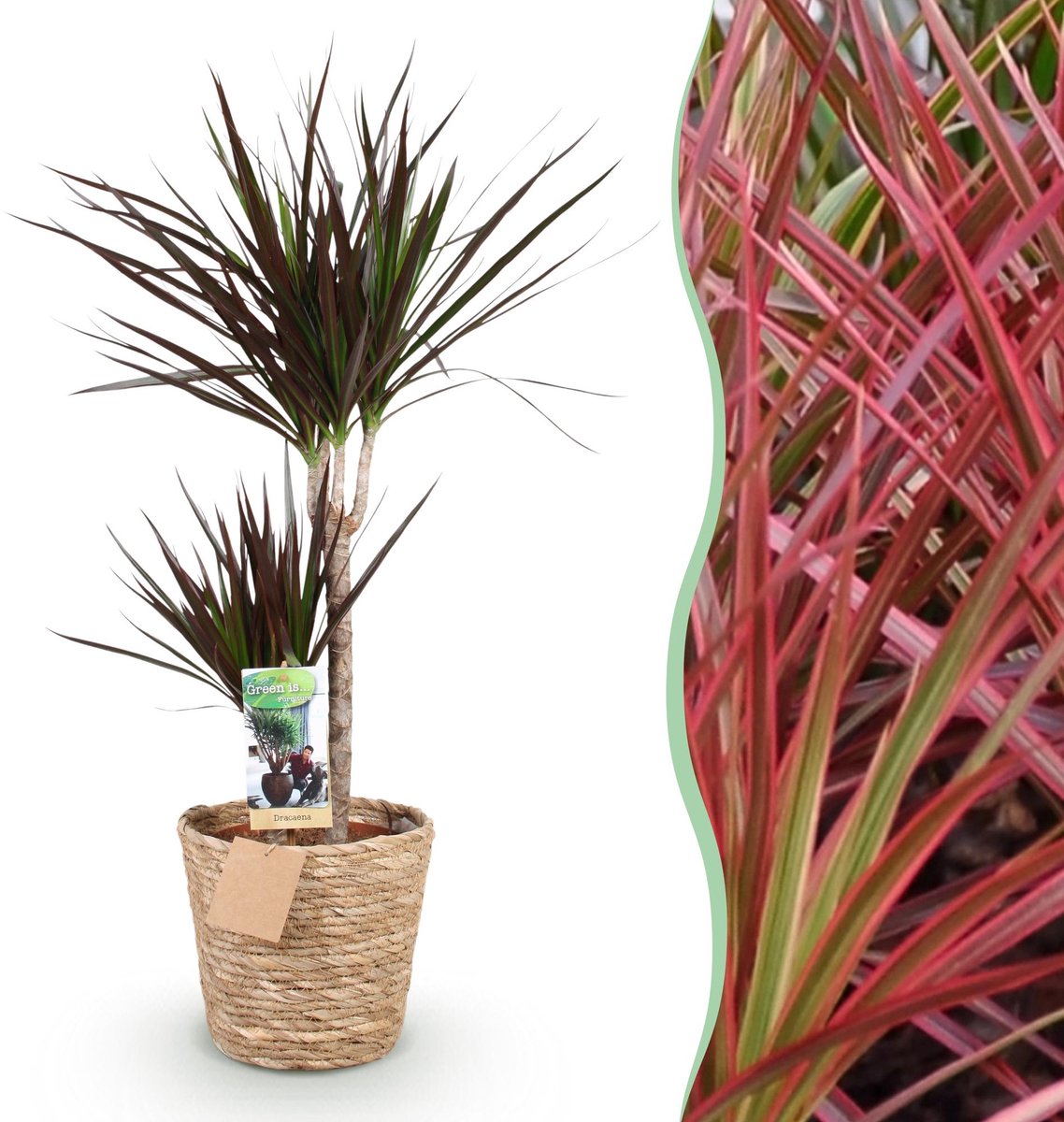 Green is... Kamerplanten - Dracaena Magenta - Drakenbloedboom - Weinig onderhoud - met mand - Groen - 1 Plant - Pot 21cm - Hoogte 90-100cm
