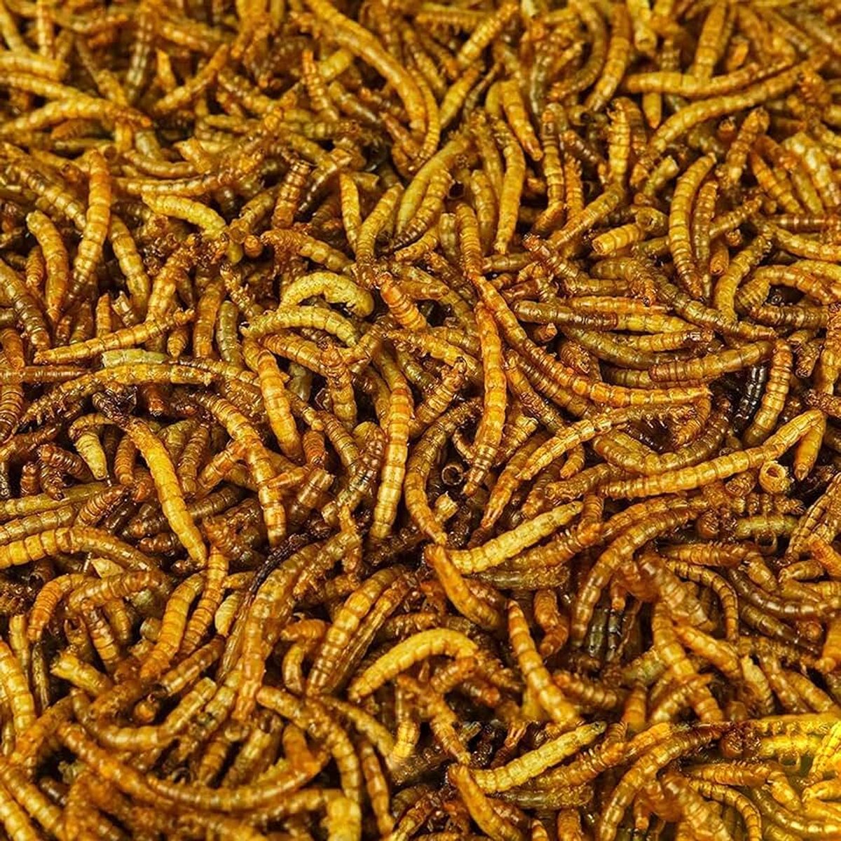 Gedroogde meelwormen, hoogwaardig voer voor wilde vogels, lekkernijen voor tuinvogels