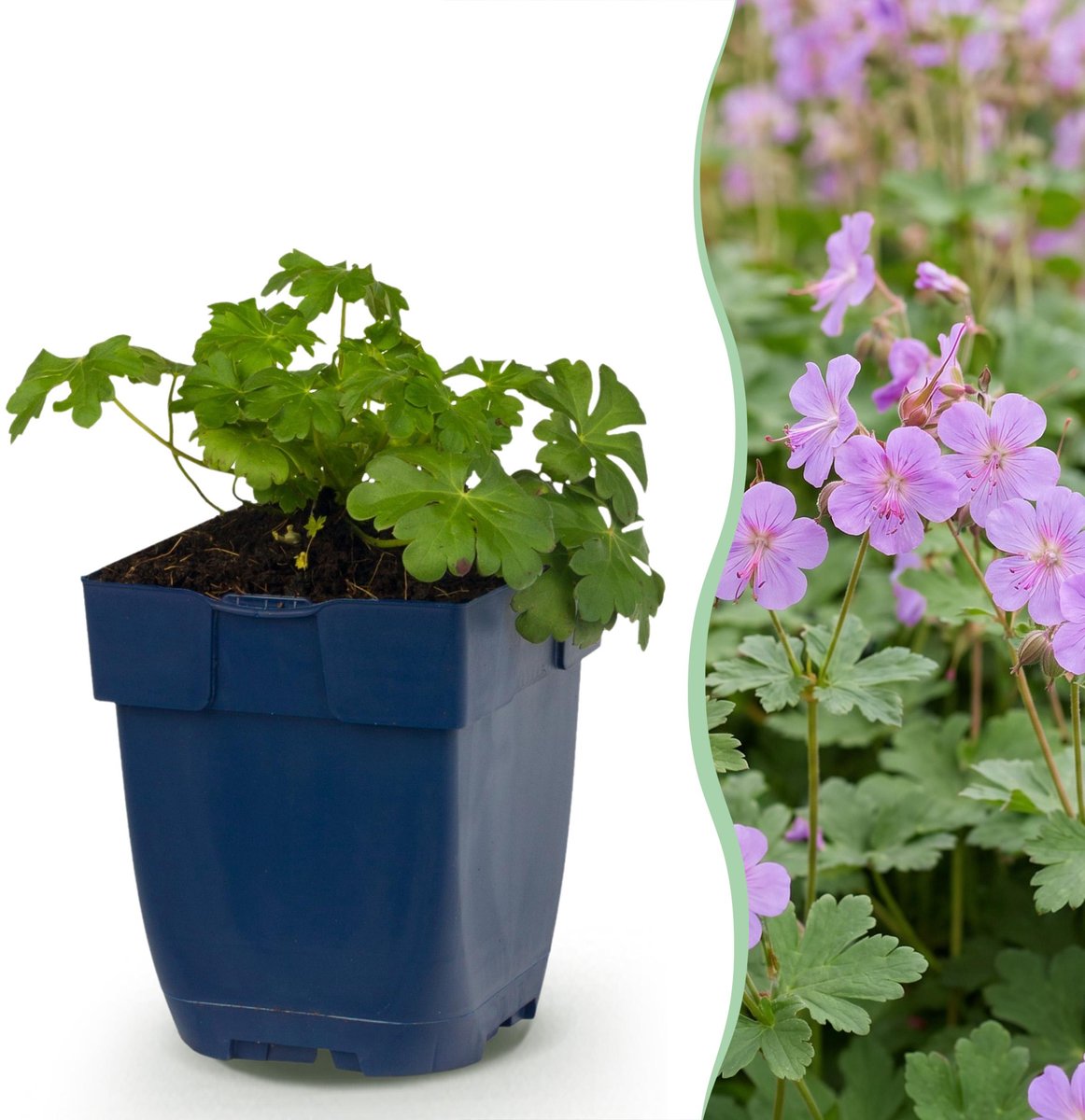 Plantenboetiek.nl | Geranium macr. Czakor - Ooievaarsbek - Bodembedekkend - Paars-Roze - 24 Planten - Ø11cm - 15-25cm hoog - Tuinplant