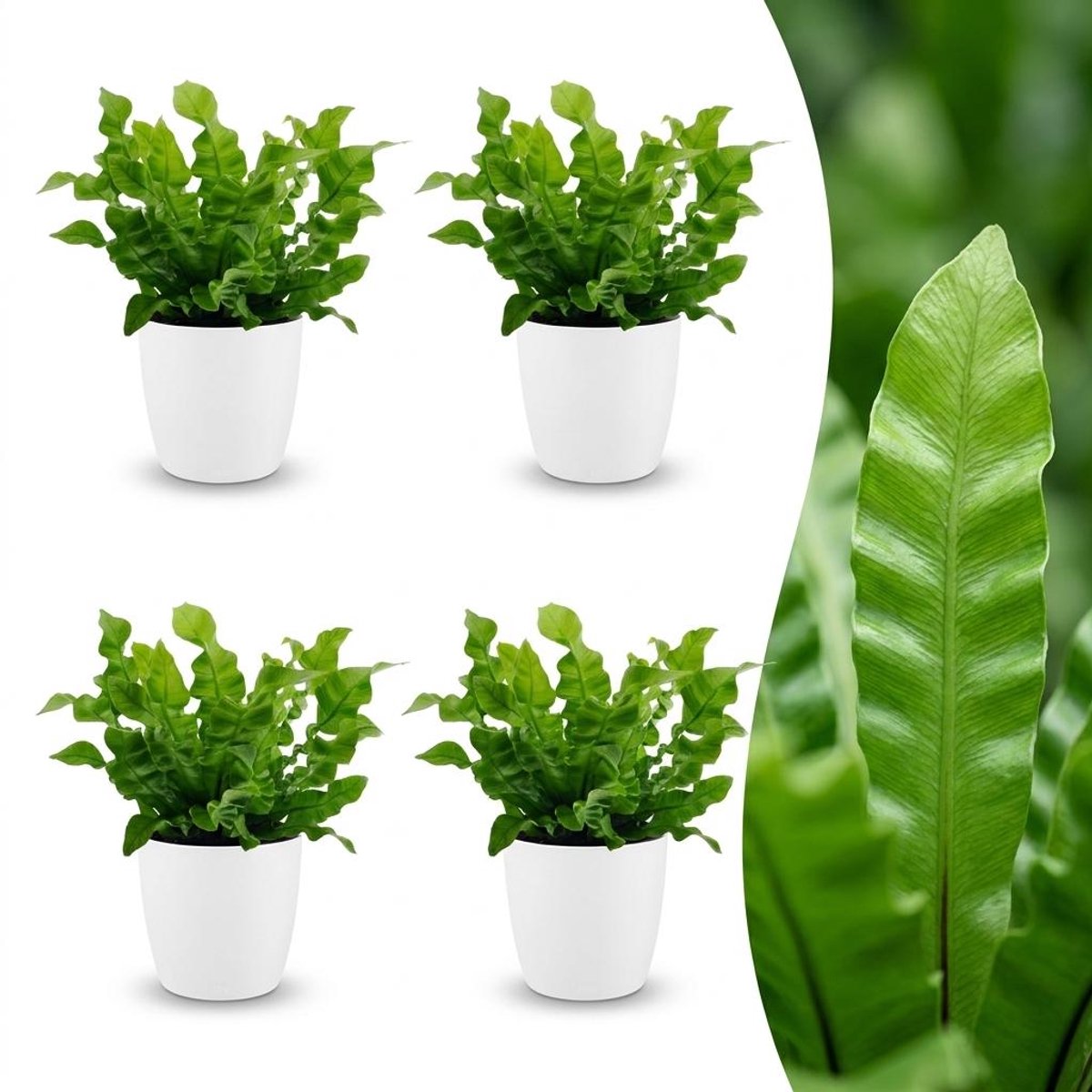 Plantenboetiek.nl | Asplenium Crispy Wave - Asplenium Crispy Wave - 4 Planten - met Potter Wit - Ø12cm - 30cm hoog