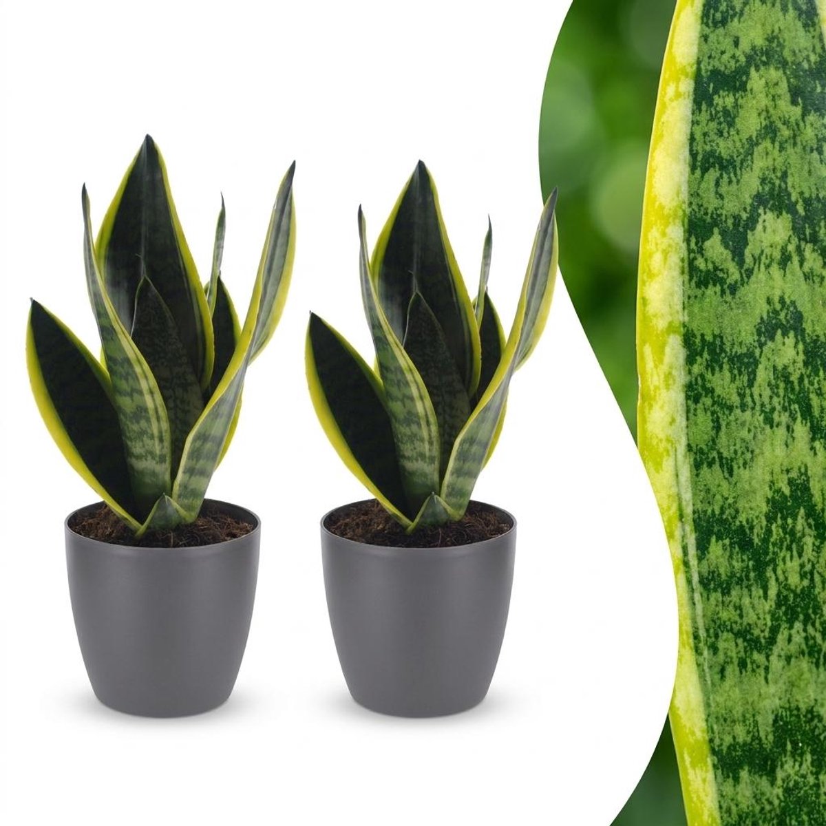 Plantenboetiek.nl | Sansevieria Future Superb - Vrouwentong - 2 Planten - met Potter Grijs - Ø12cm - 25-35cm hoog