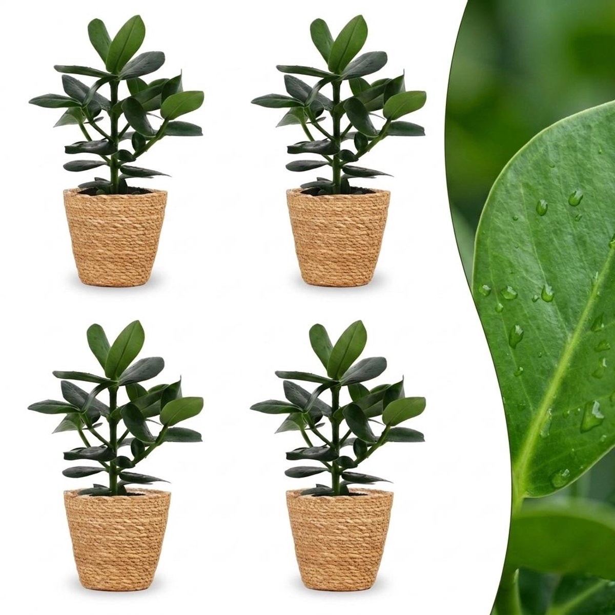 Plantenboetiek.nl | Clusia Princess - Clusia - 4 Planten - met Mand - Ø12cm - 30-40cm hoog