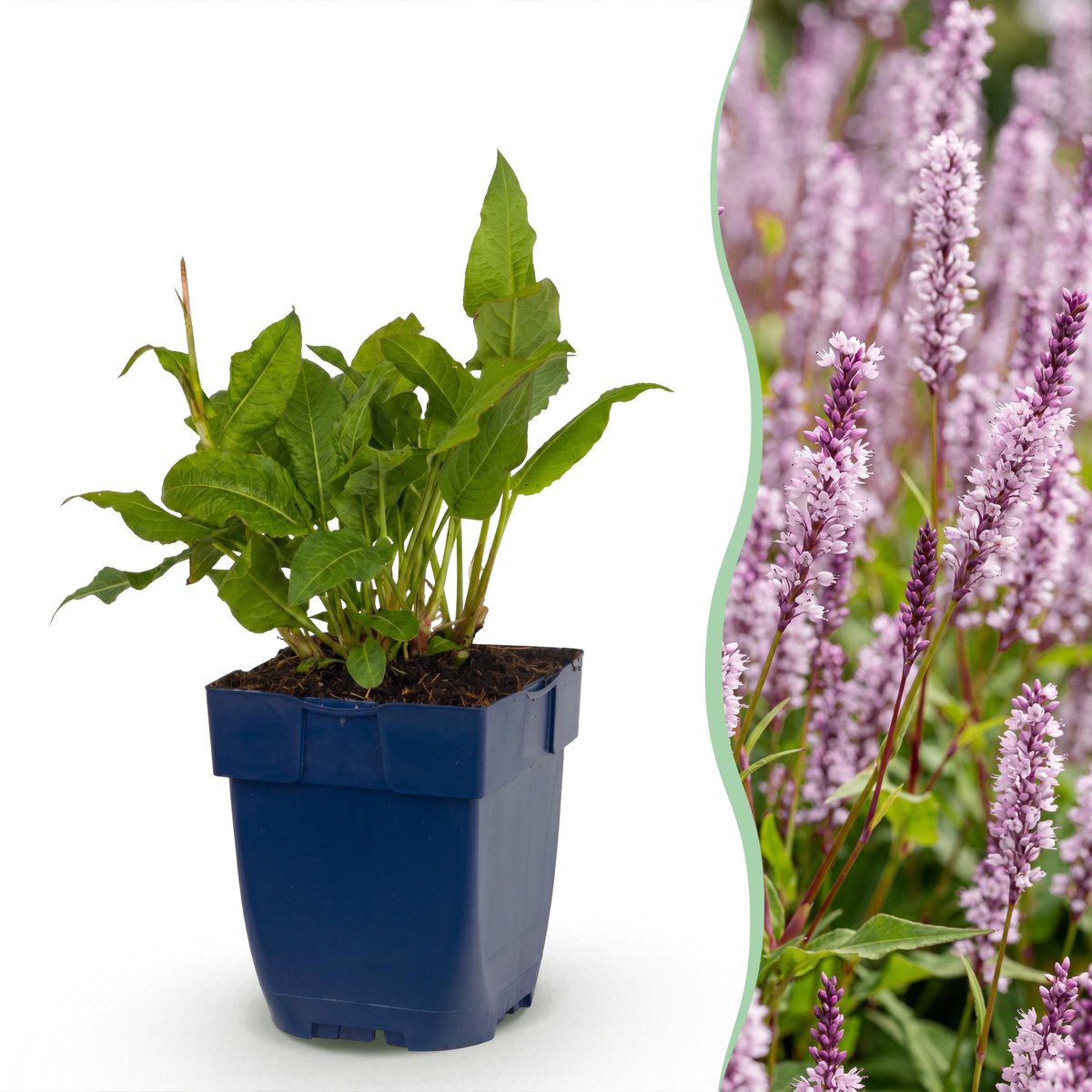 Plantenboetiek.nl | Persicaria ampl. Rosea - Duizendknoop - Schaduw - Roze - 6 Planten - Ø11cm - 15-25cm hoog - Tuinplant