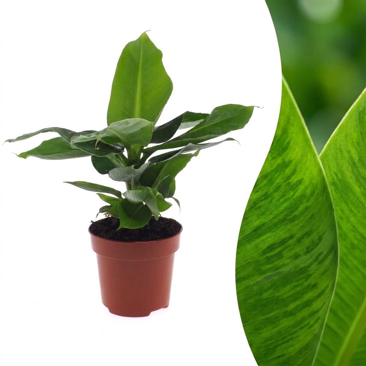 Plantenboetiek.nl | Musa Oriental Dwarf - Dwergbanaan - Ø12cm - 30cm hoog
