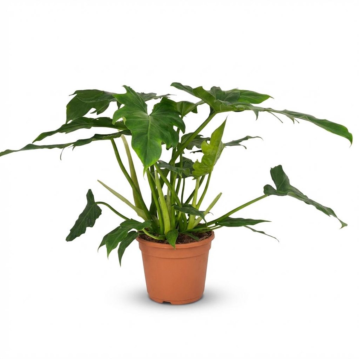 Plantenboetiek.nl | Philodendron - Philodendron Lacerum - Groen - Weinig onderhoud - Ø19cm - 55-65cm hoog - Kamerplant - Groenblijvend
