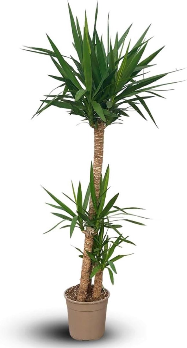 Kamerplant - Yucca plant Groene plant - Binnenruimte verfraaien - Onderhoudsarm en droogtetolerant - 170-190 cm hoog - Groen