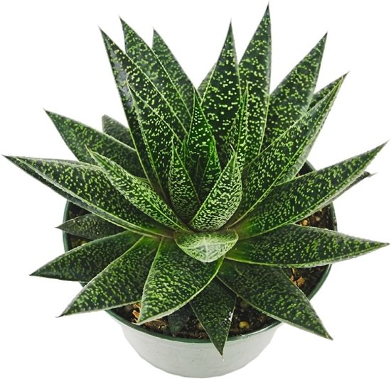 Vetplant met pot - Groene plant - Binnen decoratie - Makkelijk in onderhoud - 10-15 cm - Groen